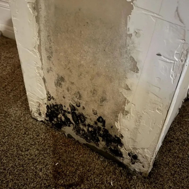 Professional Mold Removal in Midway, TN